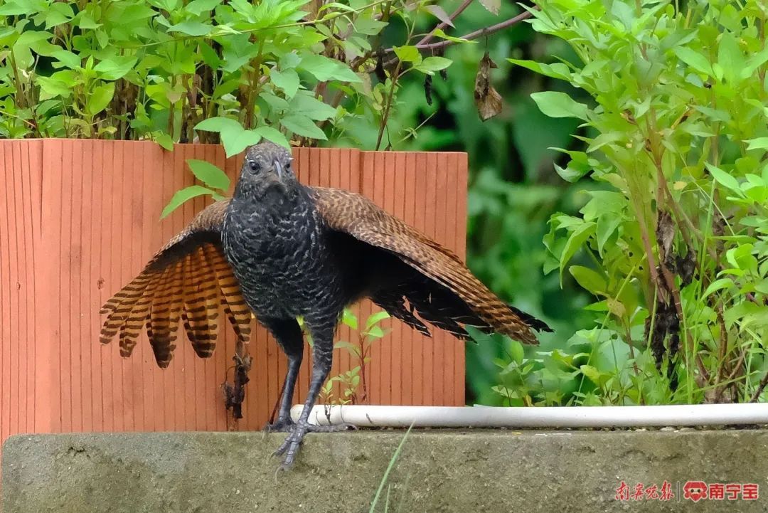 特朗普再提增加关税 铜供应紧张和绿色需求爆发