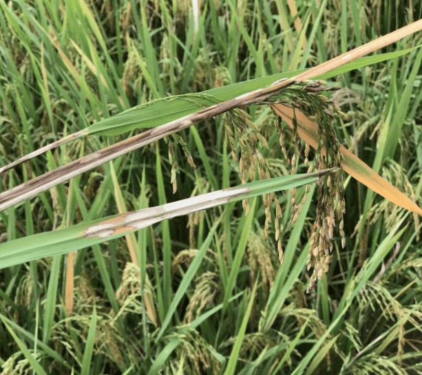 特朗普再提增加关税 铜供应紧张和绿色需求爆发