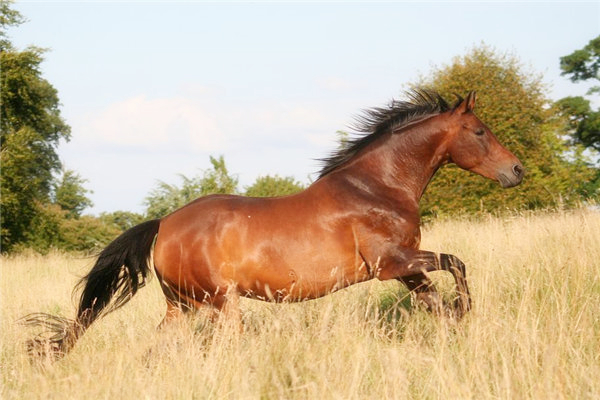 2024年12月12日今日马达铁最新价格查询